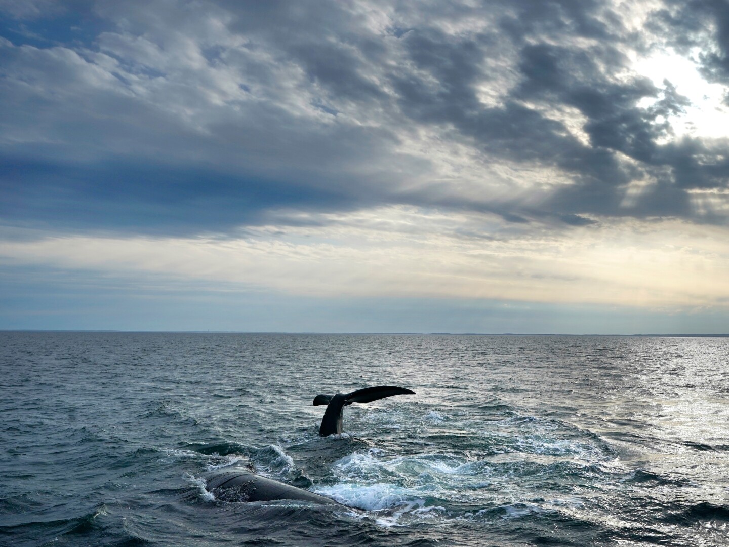 FILE - A pair of North Atlantic right whales interact at the surface of Cape Cod Bay, March 27, 2023, in Massachusetts. (AP Photo/Robert F. Bukaty, NOAA permit # 21371)
