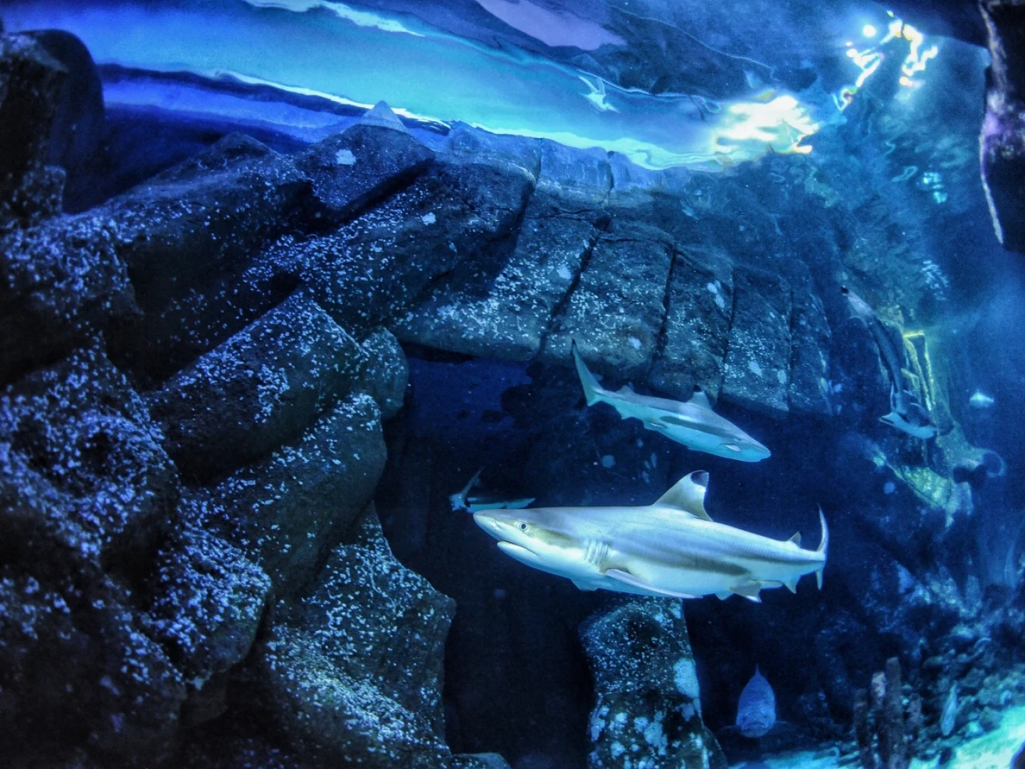 In this undated handout photo provided by Heinrich Heine University Duesseldorf in January 2026, a blacktip reef shark swims at Sealife Oberhausen in Oberhausen, Germany.