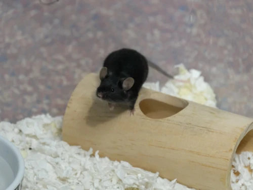 The New Hampshire SPCA found itself with more than 850 mice and rats in its care last month. It's hoping to find homes for the remaining rodents this weekend