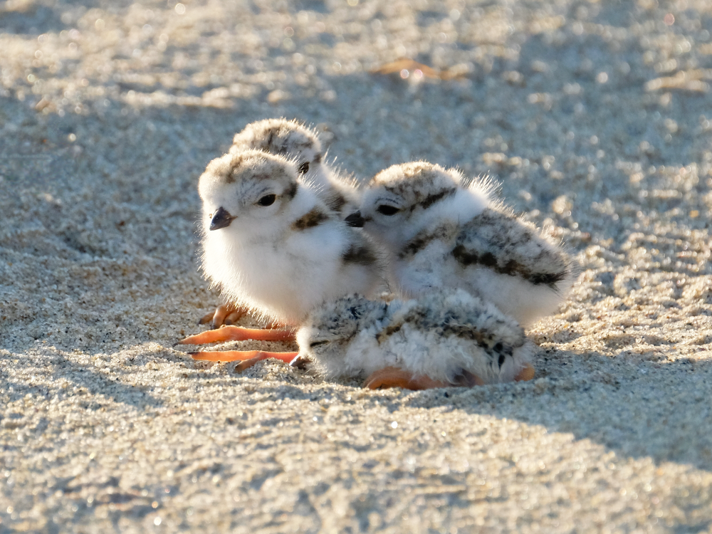 Chicks hatching