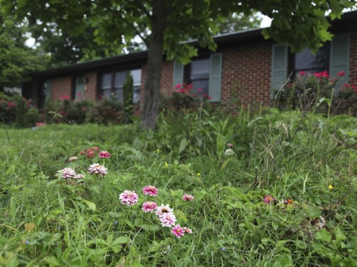 Flowers and tall grass cover the lawn of Amanda Beltramini Healan in Nashville, Tenn., Monday, May 19, 2025, who participates in No Mow Months to improve water retention and encourage pollinators. (AP Photo/Kristin M. Hall)