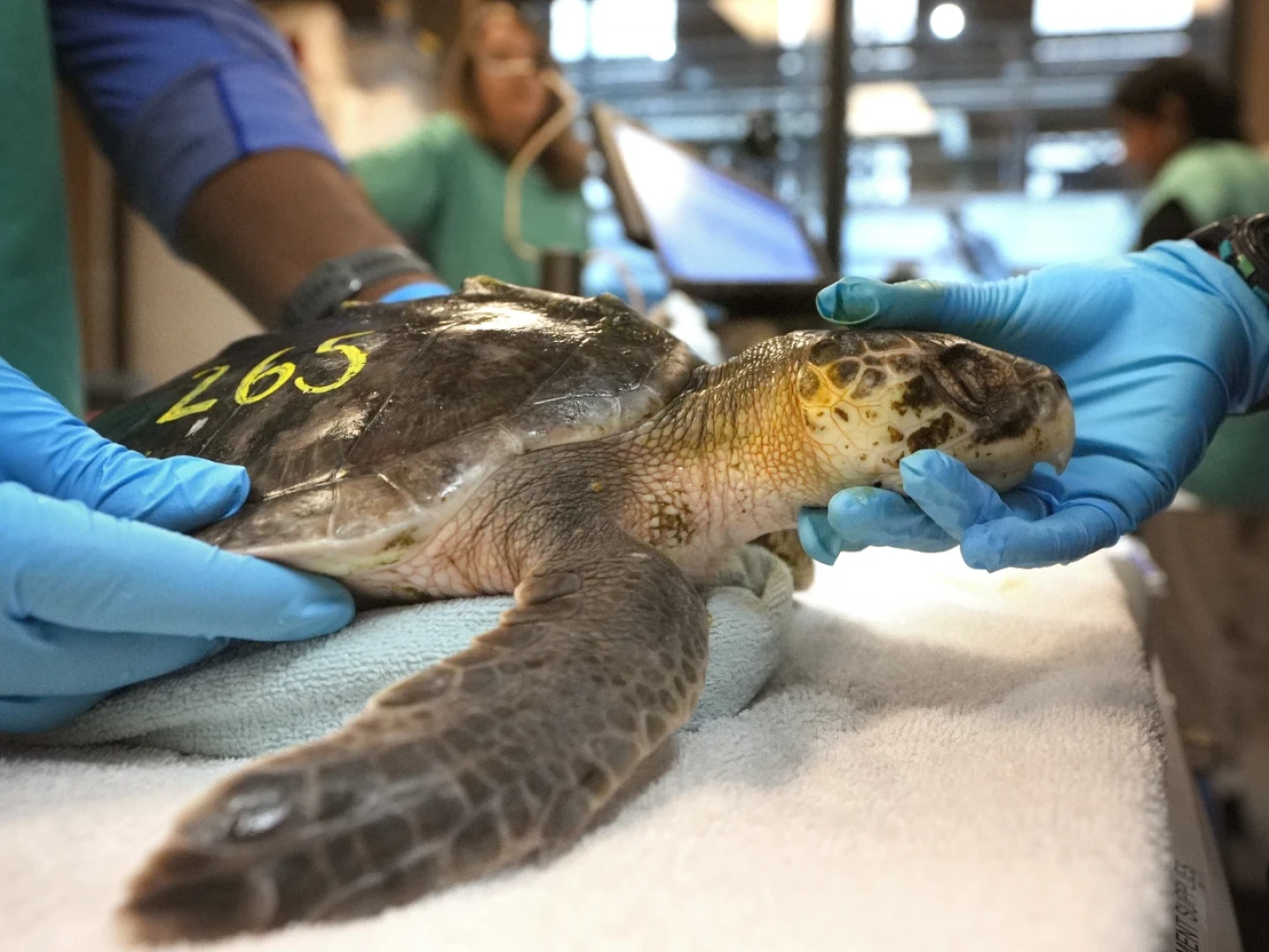 Intern Leighton Graham, left, and biologist Sammi Chaves, right, examine a Kemp's ridley sea turtle at a New England Aquarium marine animal rehabilitation facility in Quincy, Mass., Tuesday, Dec. 3, 2024.
