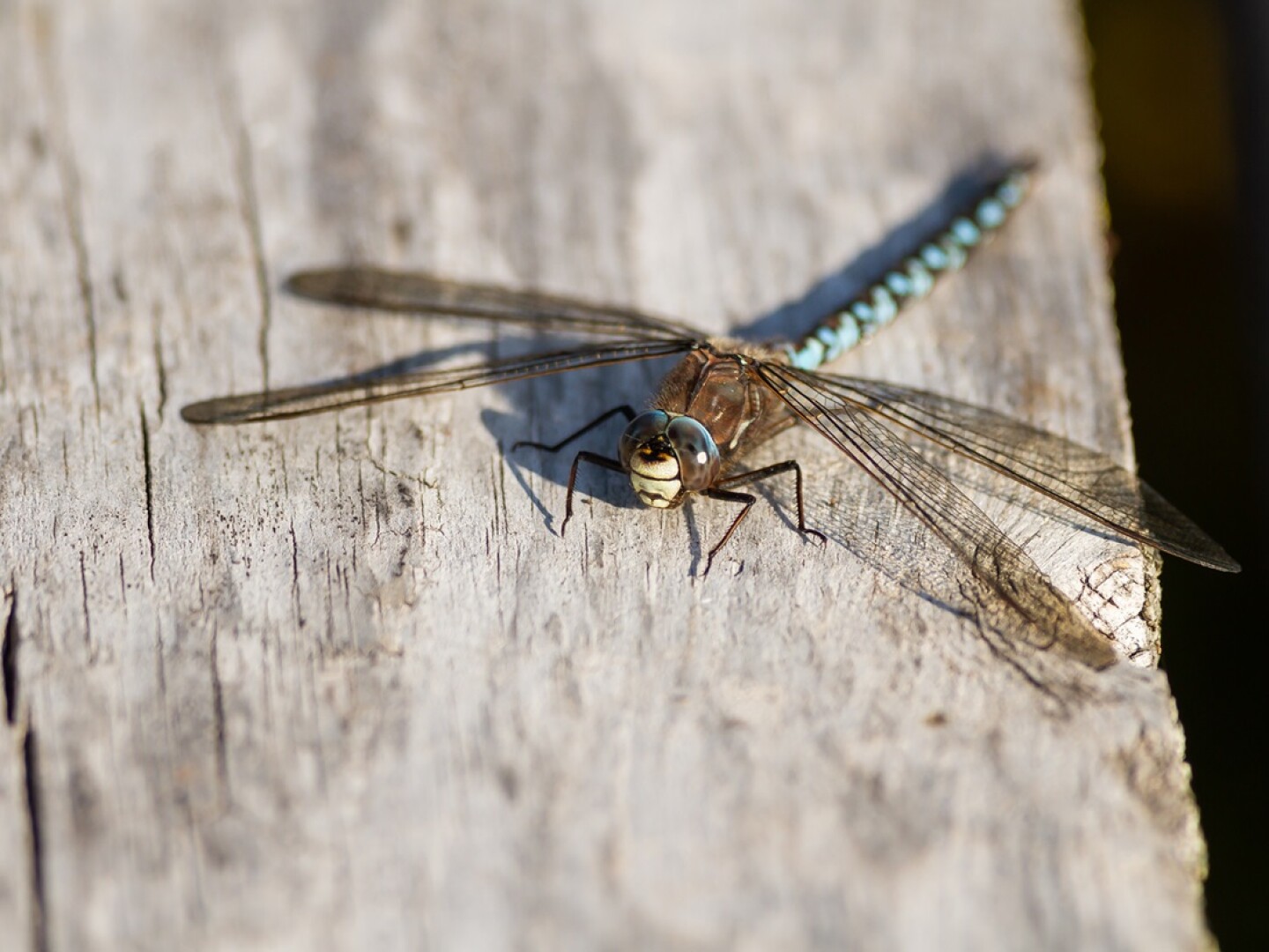 A closeup of a dragonfly on a wooden surface under the sunlight with a blurry background.