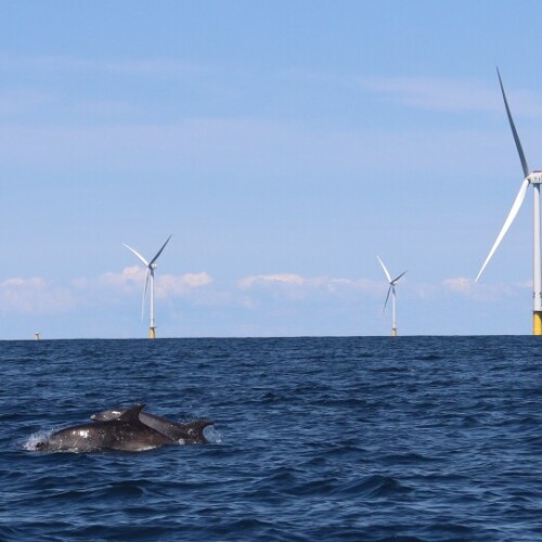 Dolphins swim among the Vineyard Wind 1 turbines, July 23, 2025.