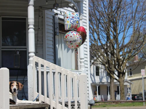 Picture of a dog sitting on a porch in Vermont