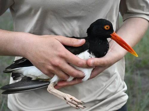 United States Fish and Wildlife Service Shorebird Monitor Allison Ruhl carries an adult oystercatcher at Trustom Pond National Wildlife Refuge in South Kingstown, R.I., June 19, 2026. (AP Photo/Jessica Hill)