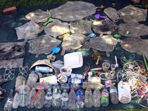 Plastics dominate this sample of trash collected by a volunteer on Sachuest Beach in Middletown. Microplastics littering Rhode Island’s coastline increased in 2025, according to a new Save the Bay report.