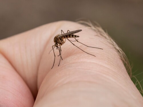 A closeup shot of a mosquito on a human's skin