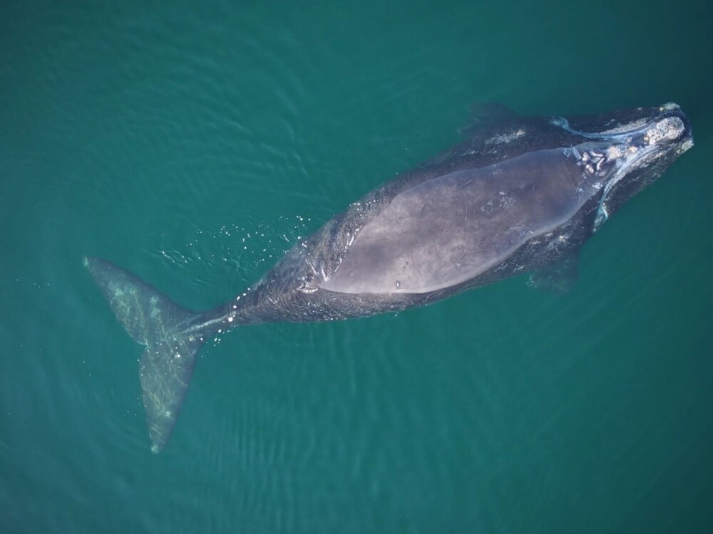 A right whale known as #5120 is seen in the Gulf of St. Lawrence in July 2021. The young female was killed by chronic entanglement wounds and found on a Martha's Vineyard beach.