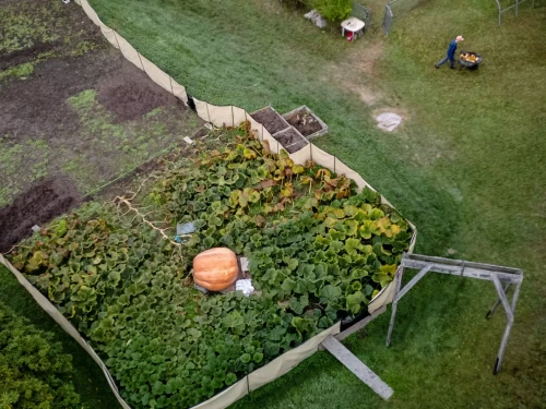 Early in the morning, giant pumpkin grower Steven Connolly pushes a wheelbarrow near a pumpkin he estimates to weigh around 1500 pounds.