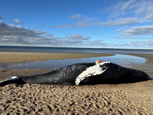 An IFAW team attached rope and buoys to the humpback whale that washed ashore in Brewster to anchor the carcass in place. It was not found entangled with any gear.