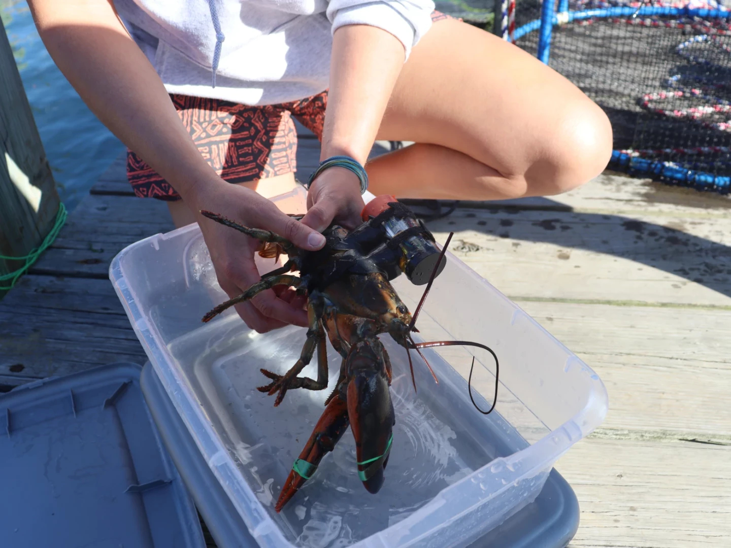 WHOI researcher Andria Salas handles a lobster in Woods Hole. To monitor the heart rate and motion of the animal as the pile driver strikes, the researcher invented a unique crustacean-adapted saddle — "basically, Fitbits for lobster." It's made out of a snorkel mouthpiece, custom circuit board, and velcro straps.