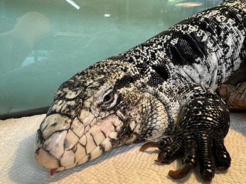 This photo provided by the New England Wildlife Center shows a tegu lizard which was found buried in snow in Providence, R.I., in late January 2025.
