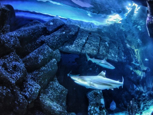 In this undated handout photo provided by Heinrich Heine University Duesseldorf in January 2026, a blacktip reef shark swims at Sealife Oberhausen in Oberhausen, Germany.