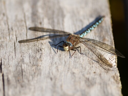 A closeup of a dragonfly on a wooden surface under the sunlight with a blurry background.