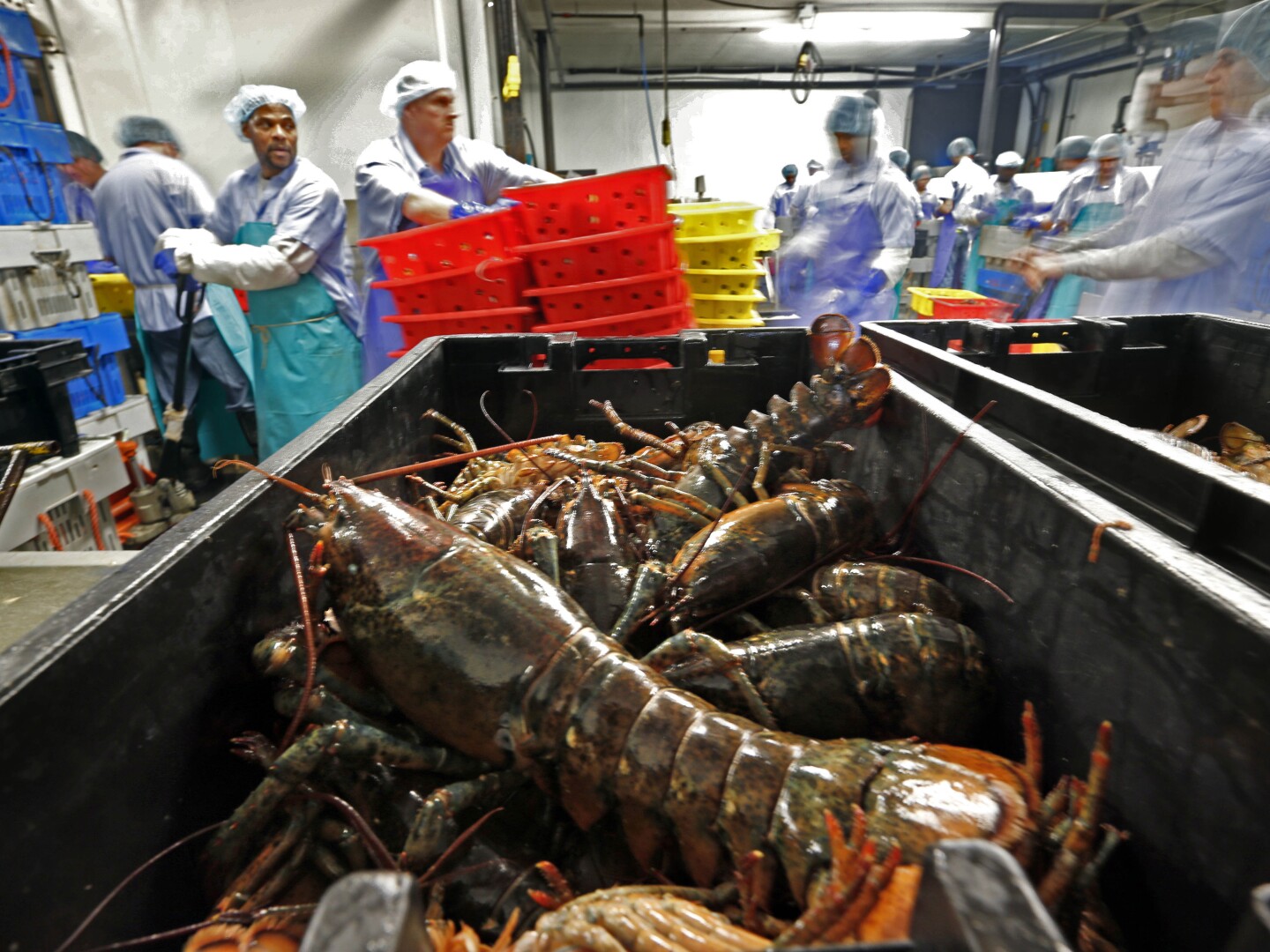 FILE - Lobsters are processed at the Sea Hag Seafood plant in Tenants Harbor, Maine, June 20, 2014.