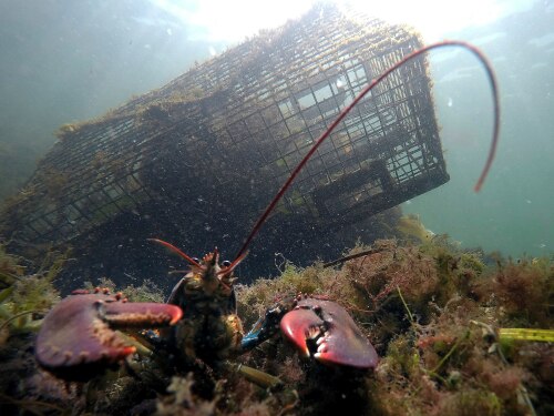 FILE - A lobster guards its territory in front of a trap on Sept. 3, 2018, near Biddeford, Maine.