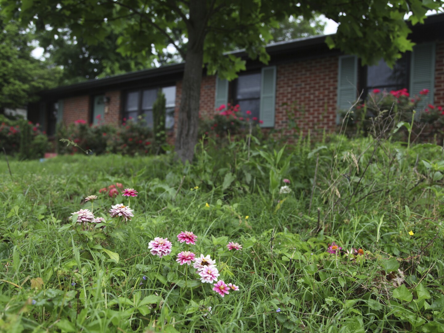 Flowers and tall grass cover the lawn of Amanda Beltramini Healan in Nashville, Tenn., Monday, May 19, 2025, who participates in No Mow Months to improve water retention and encourage pollinators. (AP Photo/Kristin M. Hall)