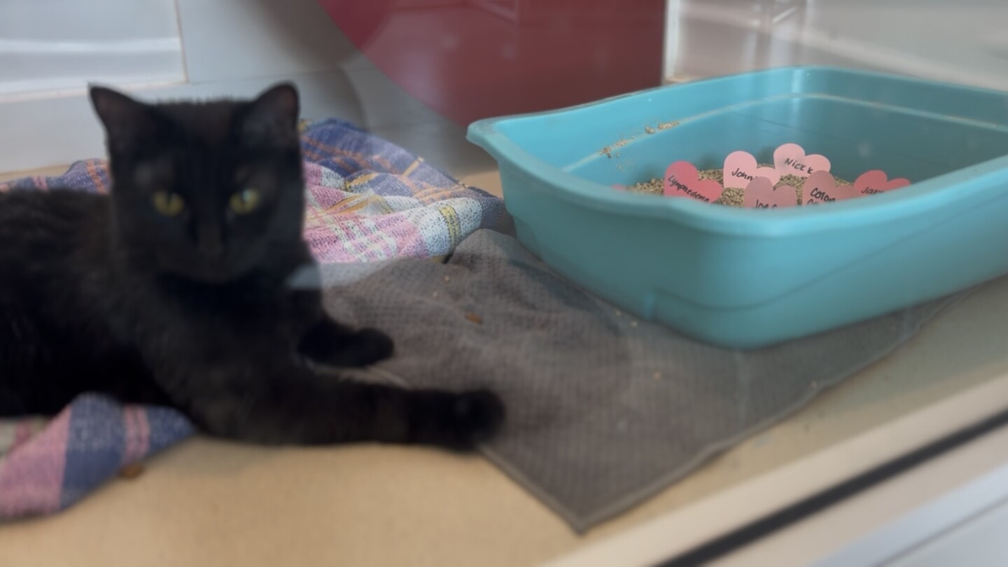 A feline friend will do their business on your subject of choice for $10.