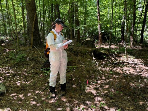 Kristen Ross is a restoration ecologist at Vermont State University and one of the collaborators on a research project to study the connection between managing invasive plants and ticks.