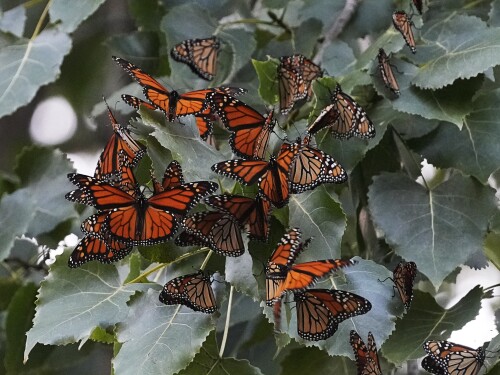 FILE - Monarch butterflies from Canada stop to rest in Wendy Park on their way to Mexico, Sept. 12, 2023, in Cleveland. 